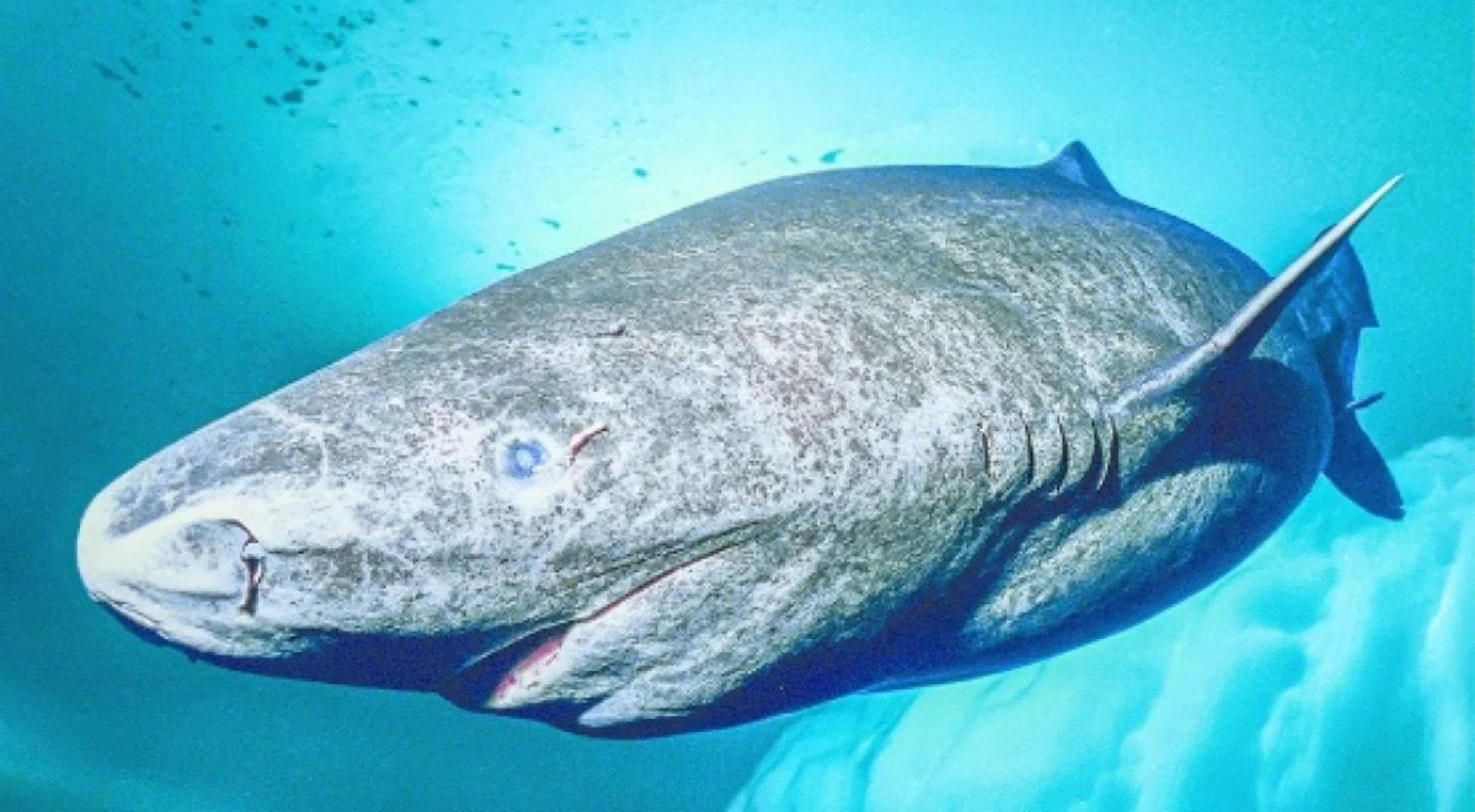tiburón