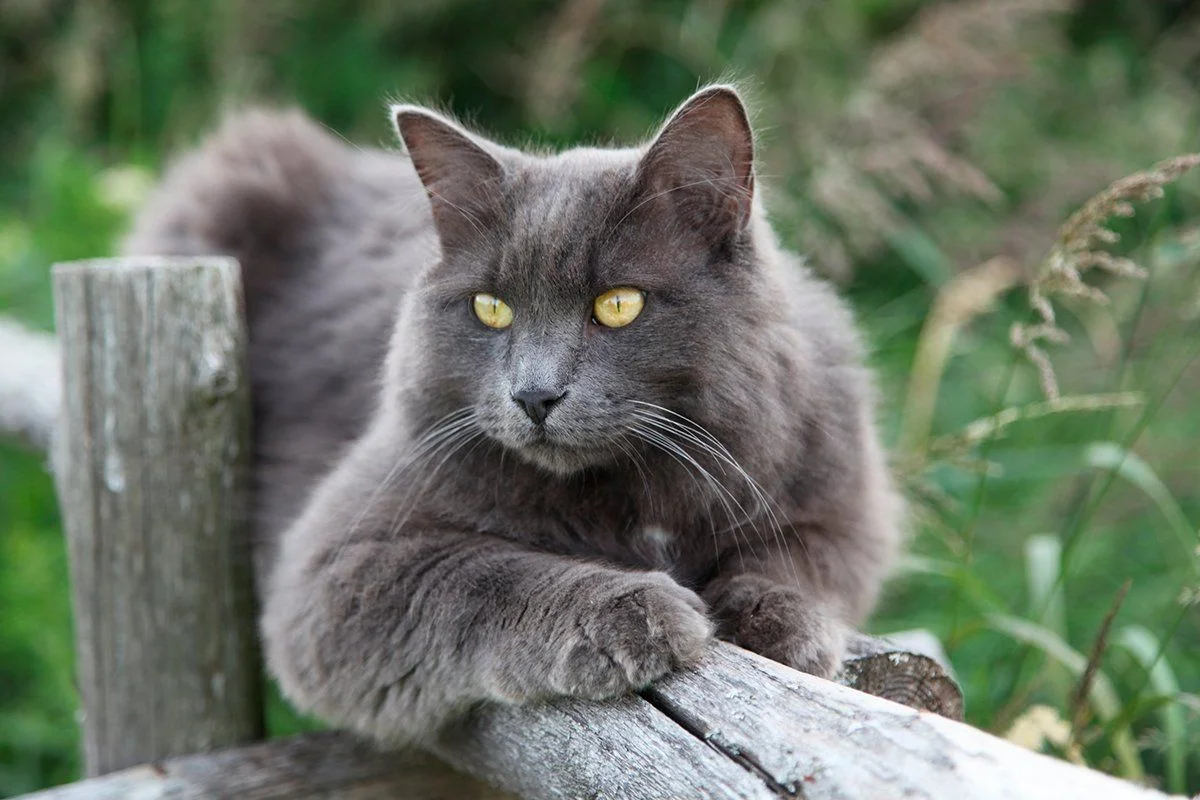 Gato