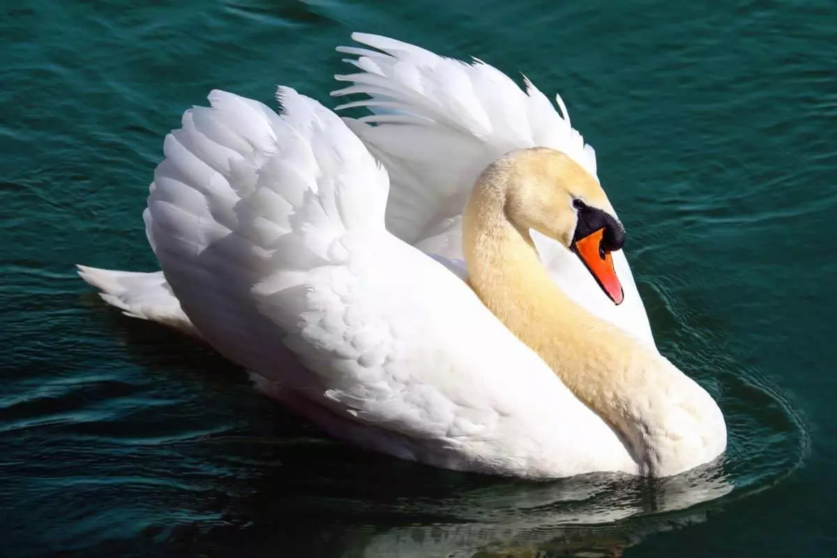 Cisne