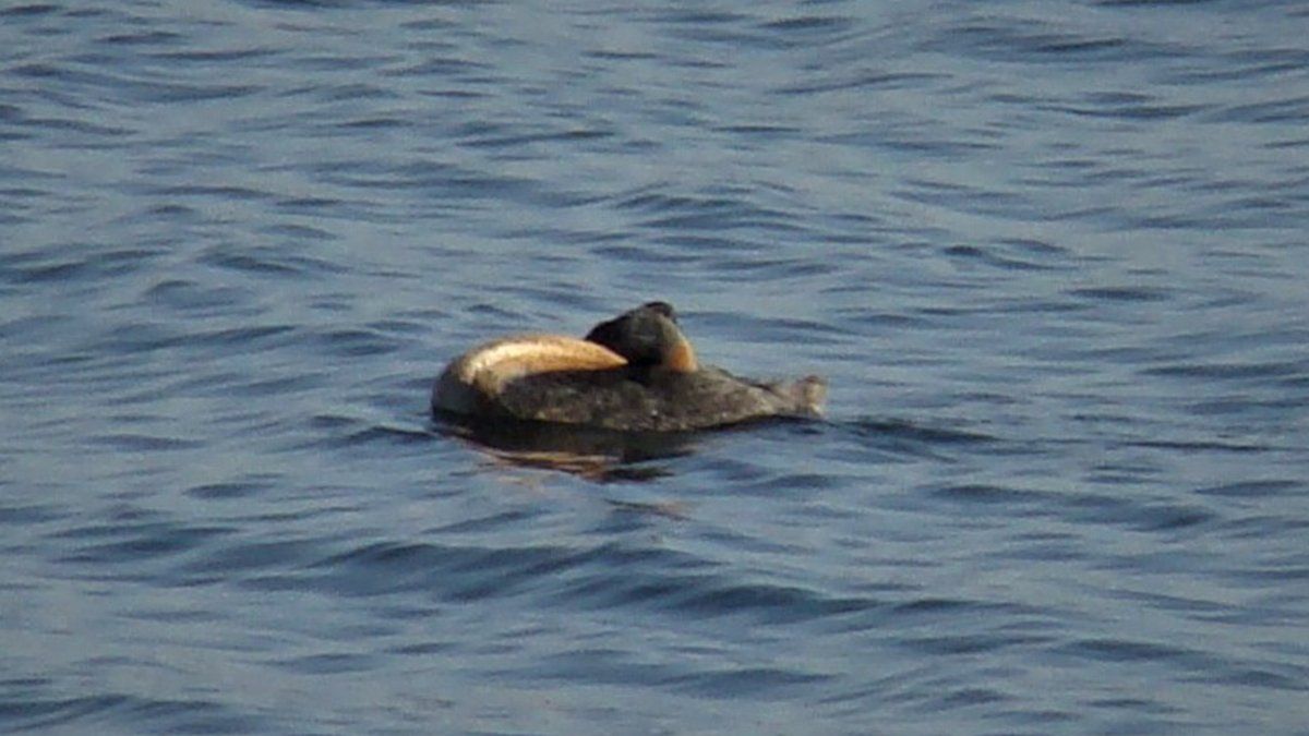 Calamuchita tiene su propio monstruo del lago en Embalse