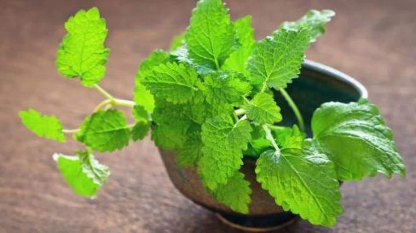 El uso de hojas de menta trituradas es un repelente de mosquitos seguro para los niños.