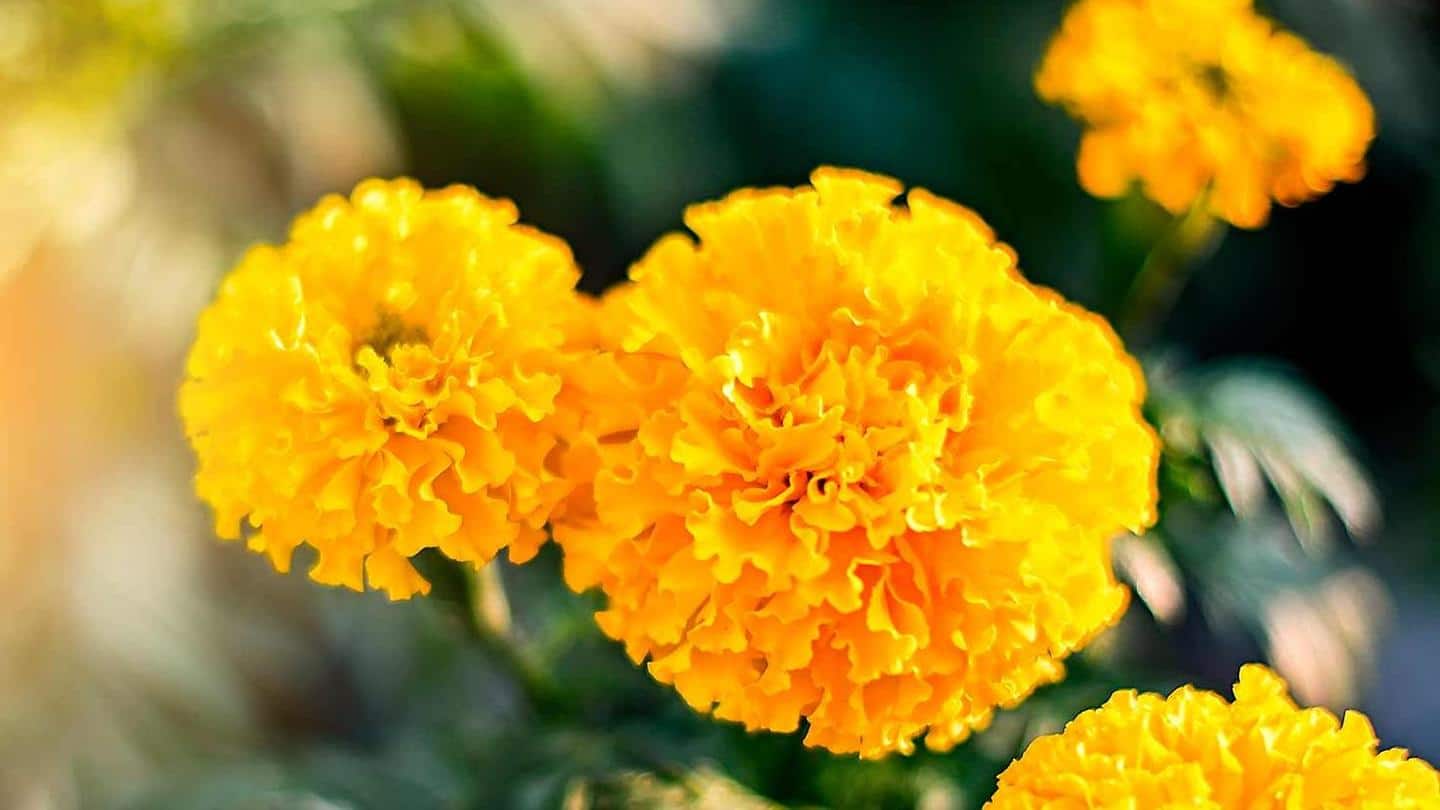 Una belleza con mente: las caléndulas son bellezas con un propósito específico