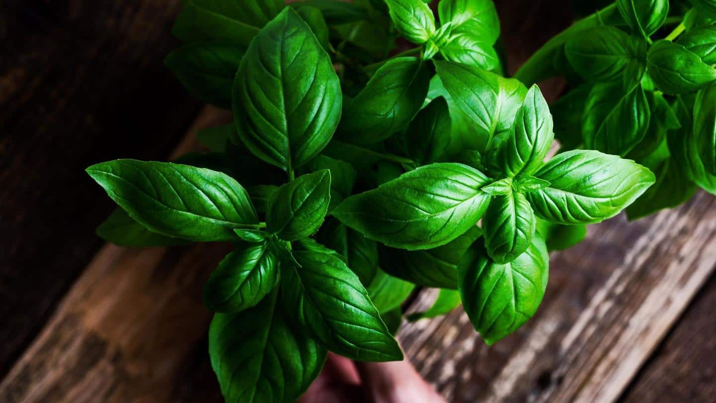La albahaca en su forma natural es un excelente repelente de mosquitos.