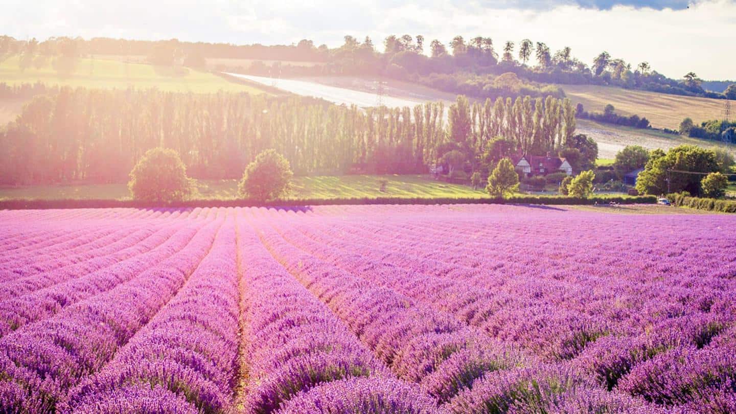 El control de los mosquitos es otra razón por la que debes plantar lavanda.