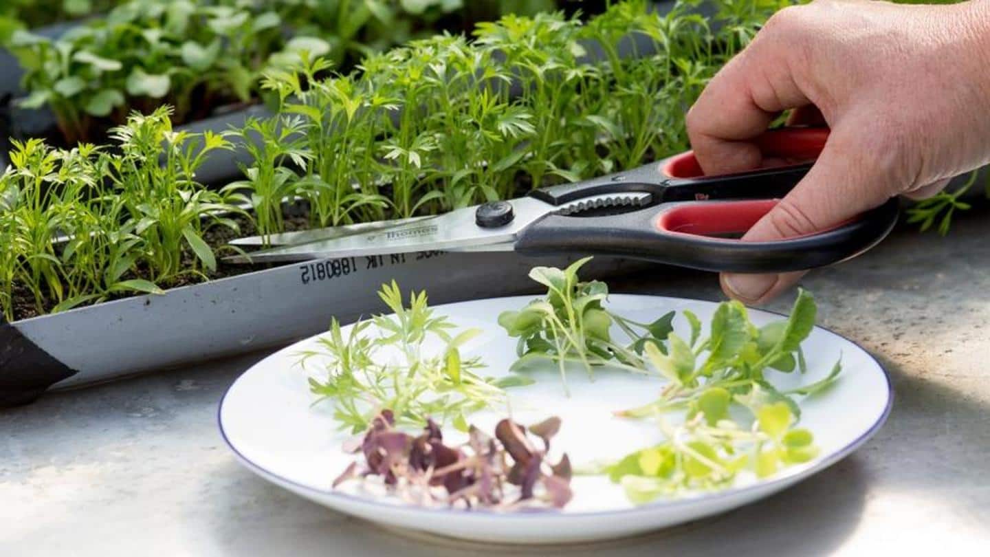 microgreens