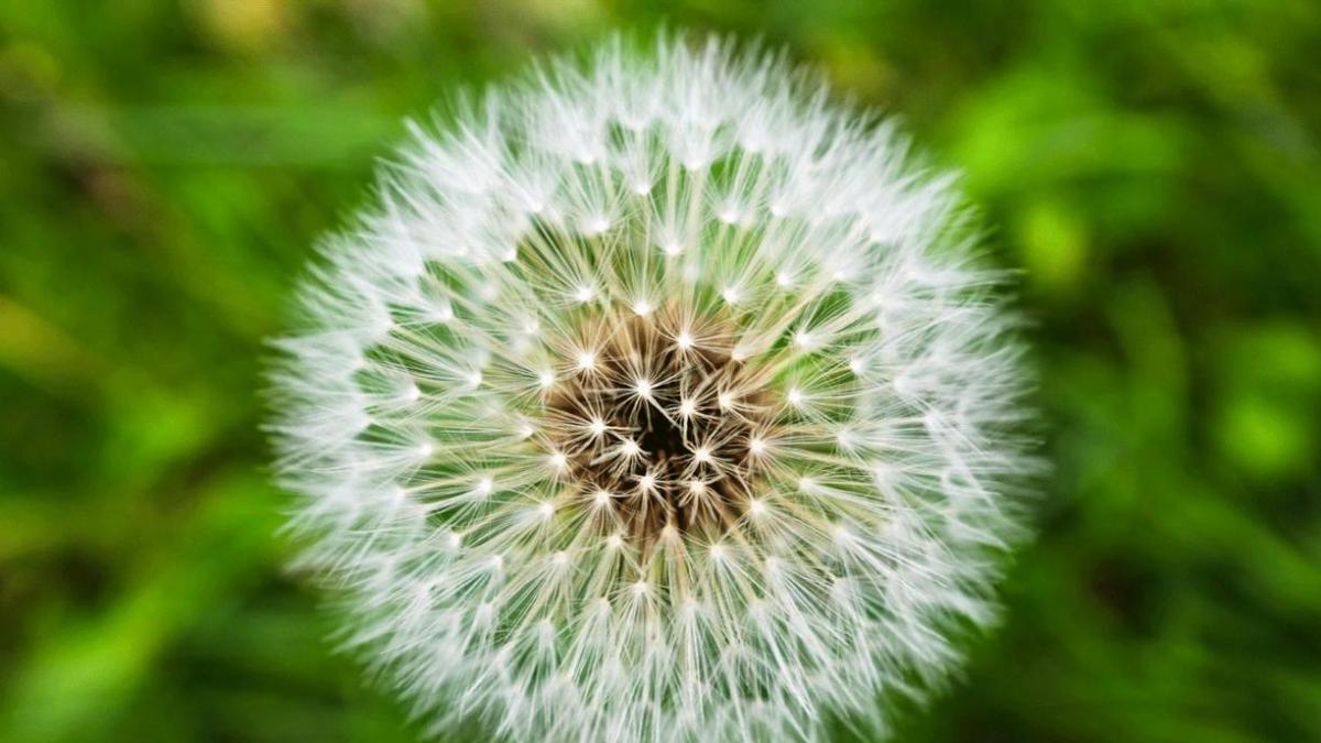 flor