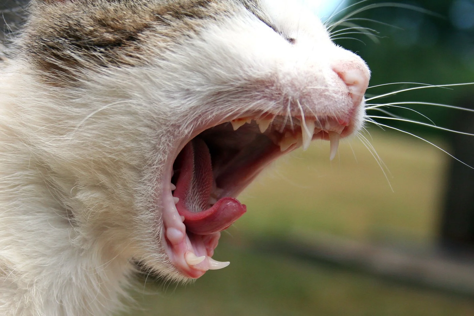 gatos