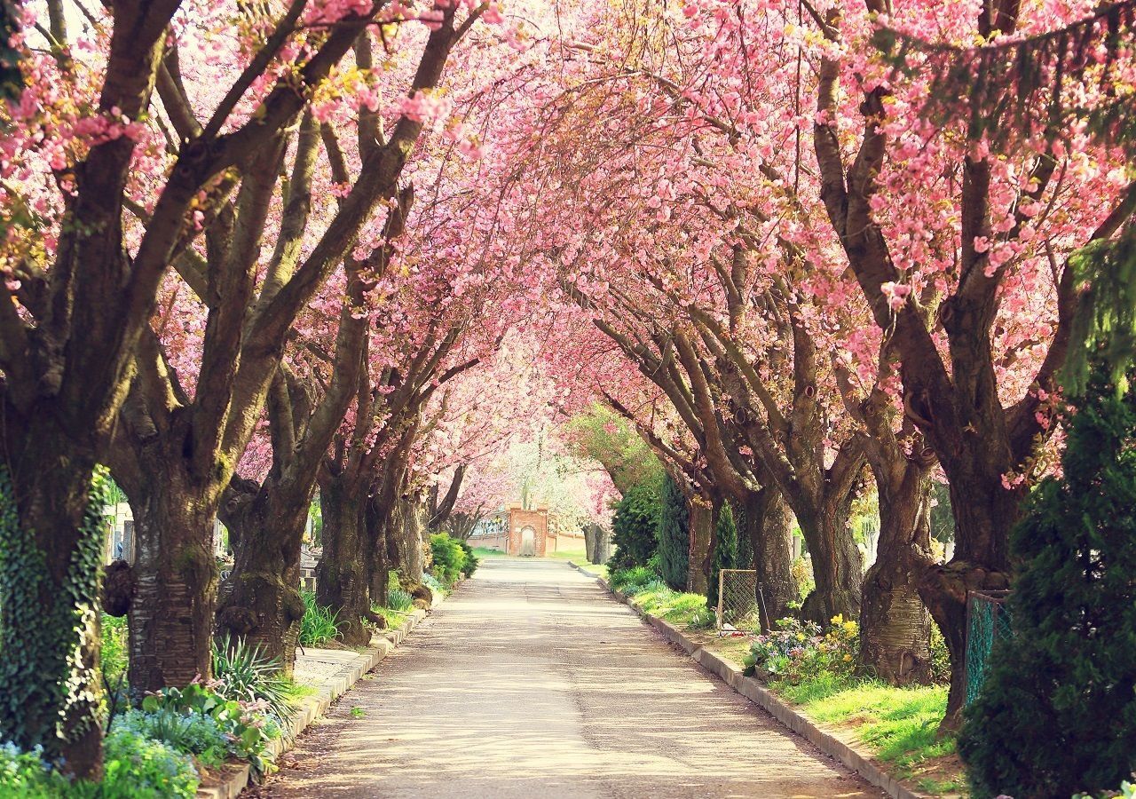 primavera
