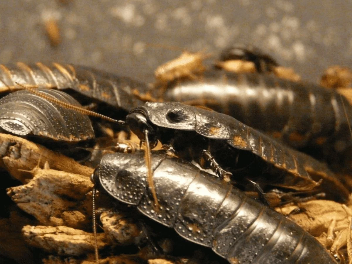 cucaracha
