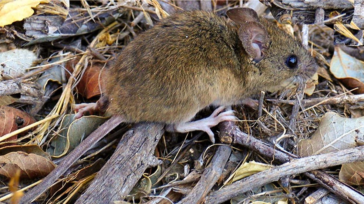 Ratón