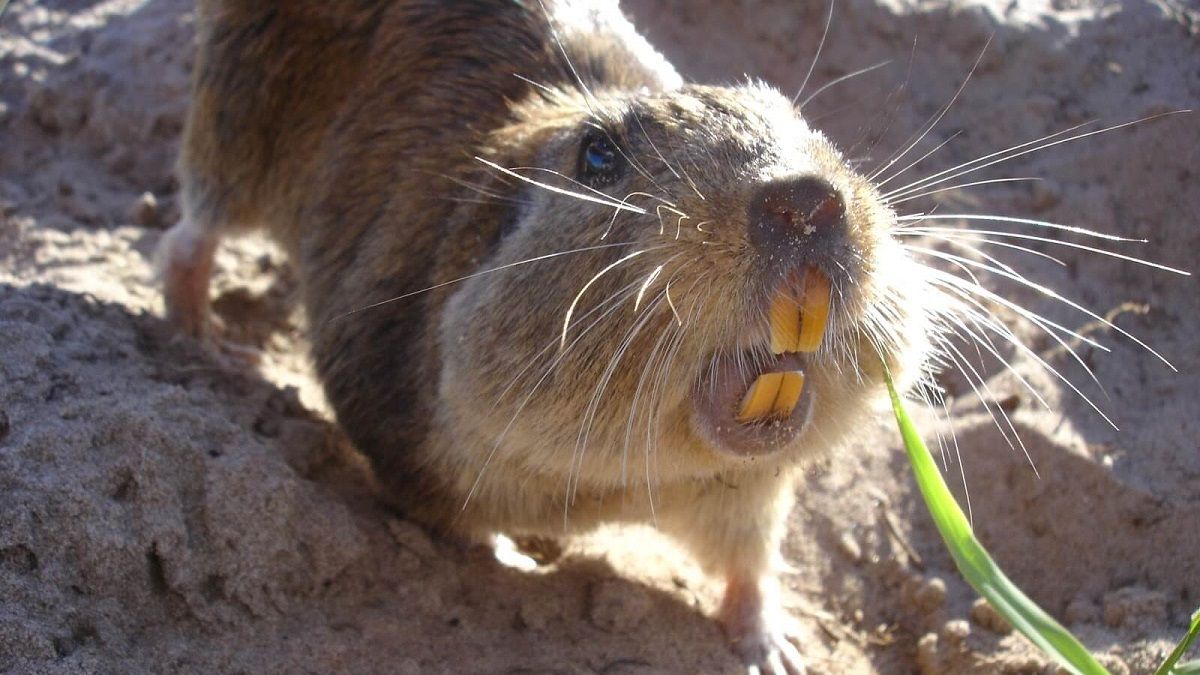 Tuco-Tuco
