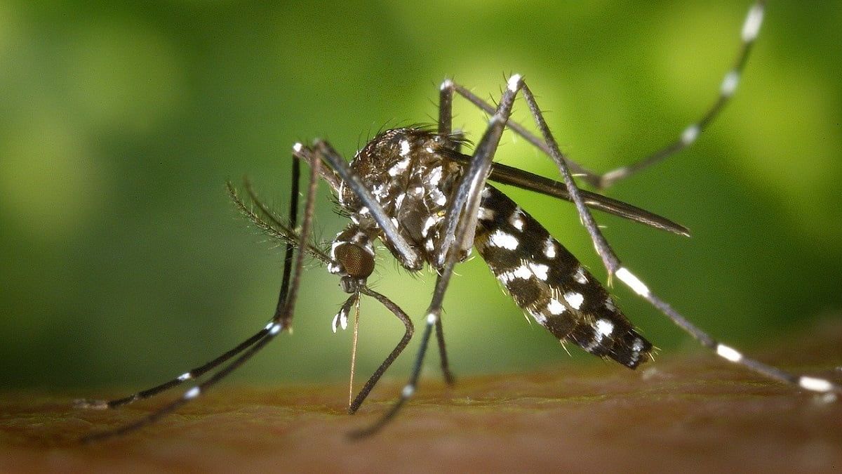 Mosquito del dengue