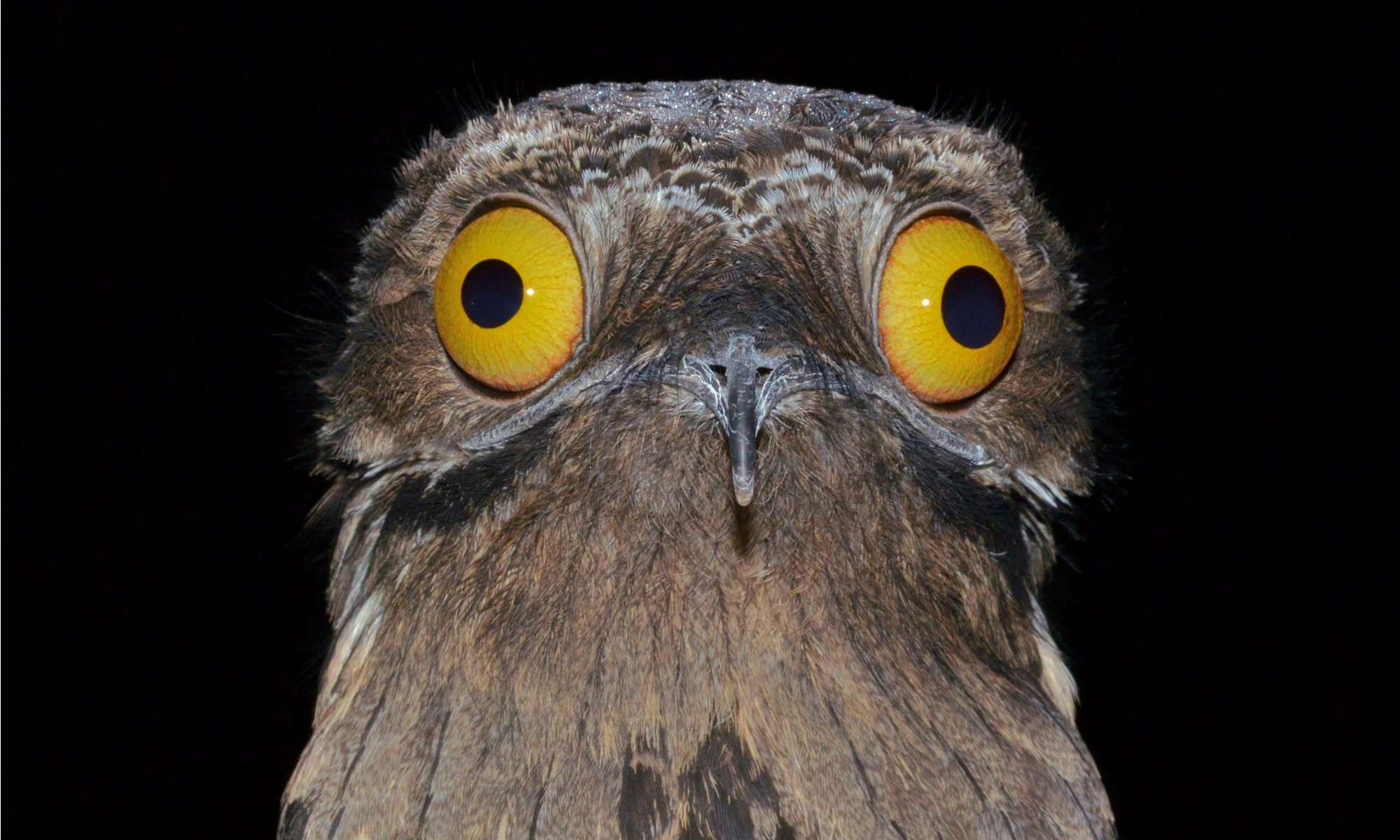 potoo