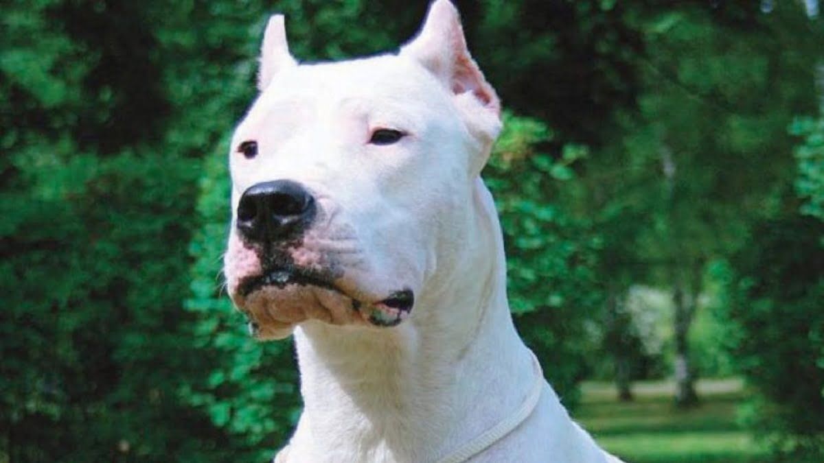 Dogo Argentino
