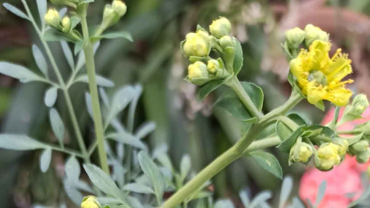 planta de ruda