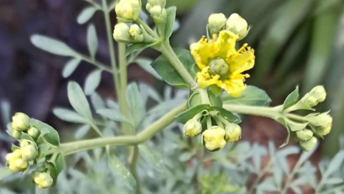 flor de ruda