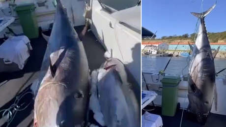 VIDEO: El increíble (y valioso) 'monstruo' de las profundidades capturado en Rusia