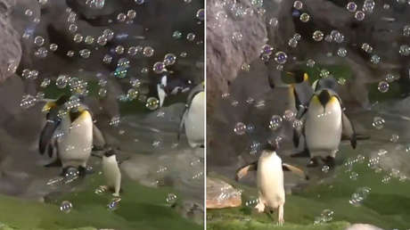 VIDEO: Un pingüino se roba el corazón de miles con su particular 'fiesta de burbujas'