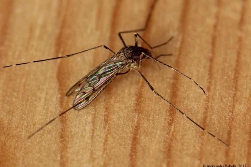 mosquitos islandia