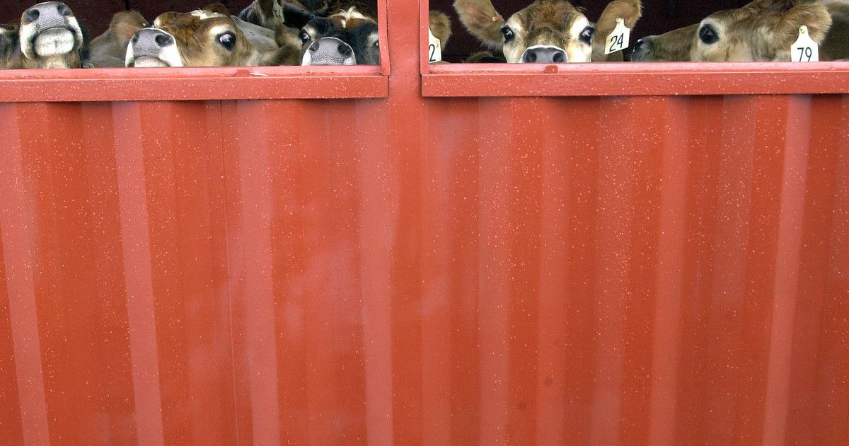 Vacas tiradas por la borda, naufragios y desastre ambiental: una mirada a los "barcos de la muerte" para el traslado de animales vivos