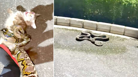 ANGUSTIANTE VIDEO: hombre lucha con una enorme pitón que estrangulaba a un gato