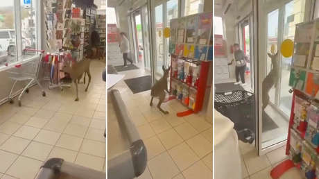 VIDEO: Cierva despistada 'va de compras' a una tienda pero se topa con un obstáculo