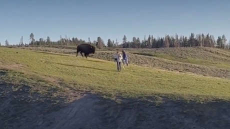 VIDEO: Bisonte, a punto de embestir a turistas imprudentes