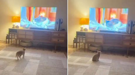 VIDEO: Gatito abandonado no sabe limpiarse y su dueño lo 'inscribe' en clases en línea