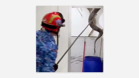 Familia descubre a un enorme y peligroso intruso en el baño de su casa (VIDEO)