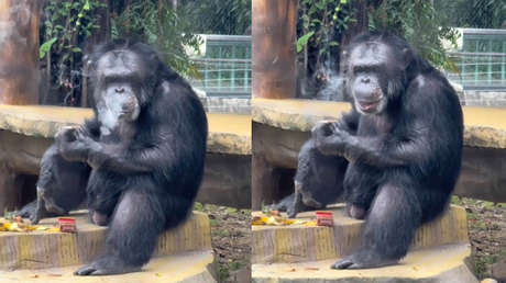 VIDEO: Pillan fumando a un chimpancé adicto pese a los esfuerzos por rehabilitarlo