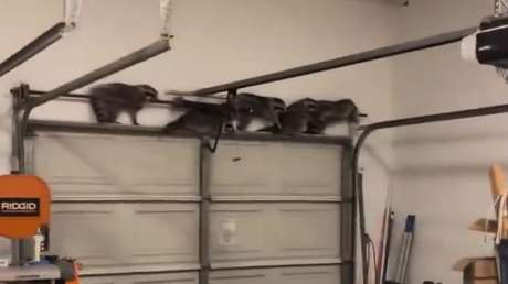 Modo 'no me ves': el astuto plan de unos mapaches invasores para pasar desapercibidos (VIDEO)