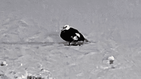 VIDEO: Rescatan en Rusia a un inesperado visitante sudamericano atrapado en el hielo