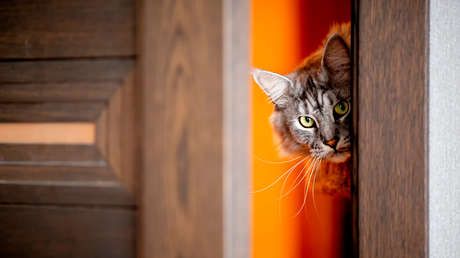 Explican por qué no se les debe cerrar la puerta a los gatos (VIDEO)