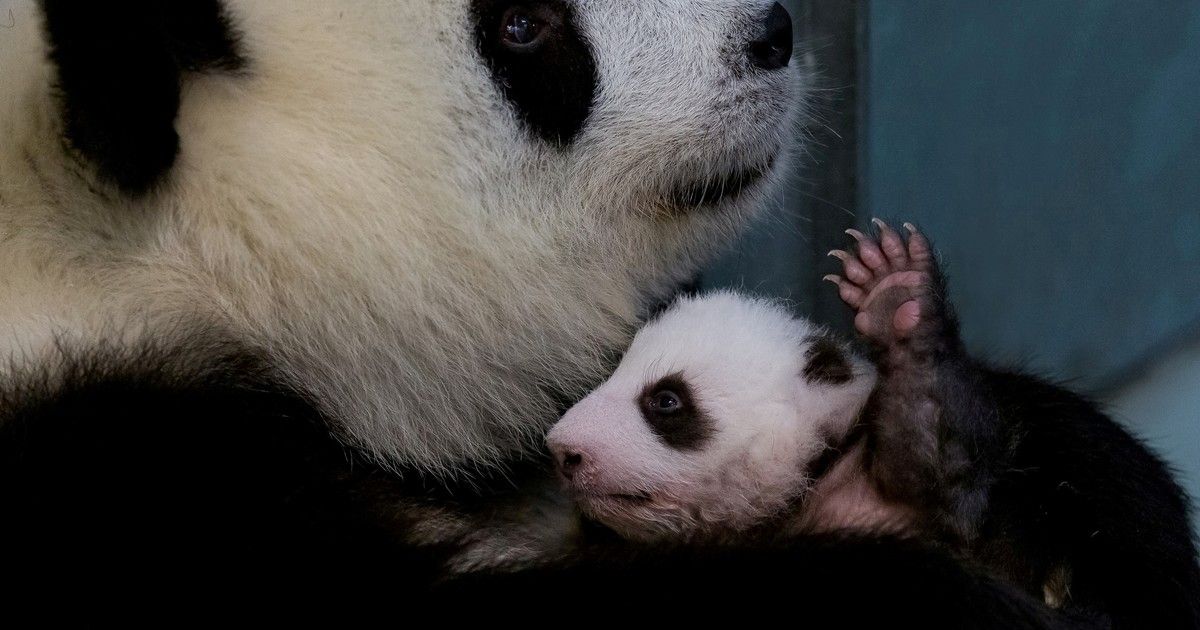 La "diplomacia del panda": Japón está a punto de perder un jugoso negocio