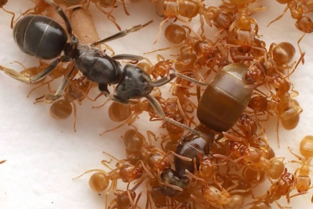 hormigas