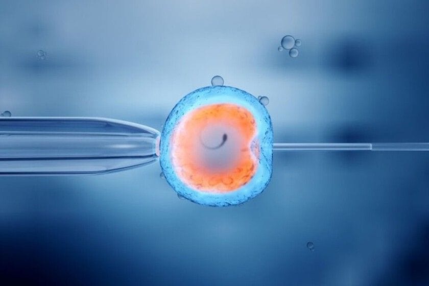 Imagen de un embrión en desarrollo