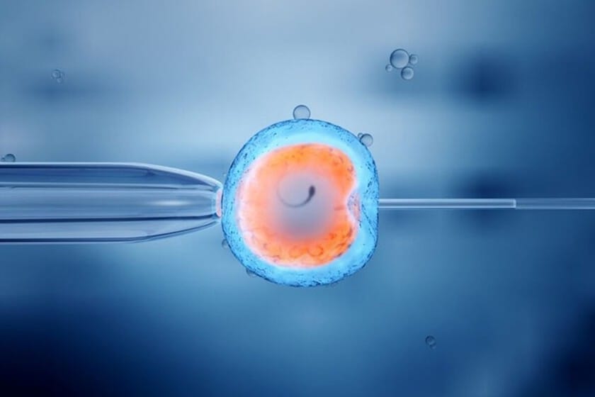 Ilustración de un embrión humano en desarrollo