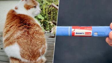 Gato sentado en una balanza, con una expresión preocupada