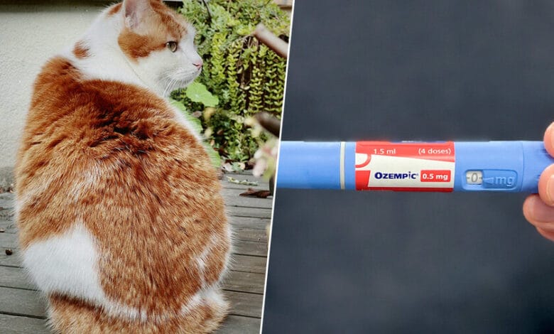 Gato sentado en una balanza, con una expresión preocupada