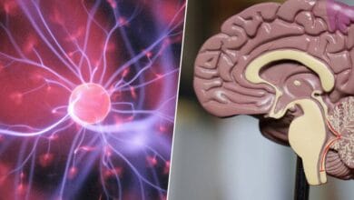 Ilustración del cerebro humano con conexiones neuronales