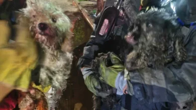Bomberos rescatan a dos caniches de un incendio en vivienda