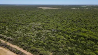 Ejemplares de Caldén en su hábitat natural