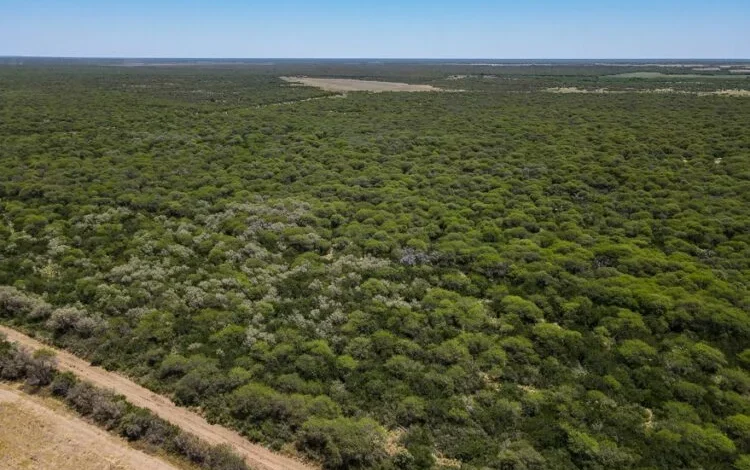 Ejemplares de Caldén en su hábitat natural