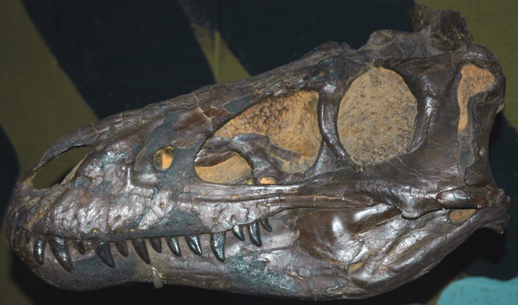 ¿Tyrannosaurus rex pequeño o Nanotyrannus lancensis?