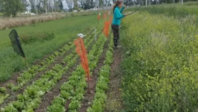 Plantas de lechuga con deformaciones y enrulamiento de hojas debido a la deriva de herbicidas hormonales