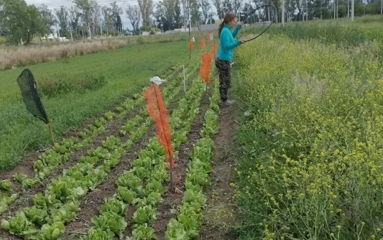 Plantas de lechuga con deformaciones y enrulamiento de hojas debido a la deriva de herbicidas hormonales