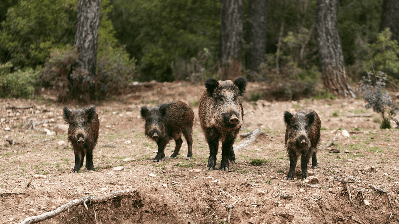 Mostrador de carnicería con productos porcinos frescos y embutidos, cuyo consumo es seguro según la OCU y la EFSA a pesar del brote de PPA