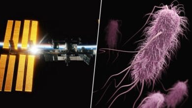 Imagen de una bacteria bajo un microscopio