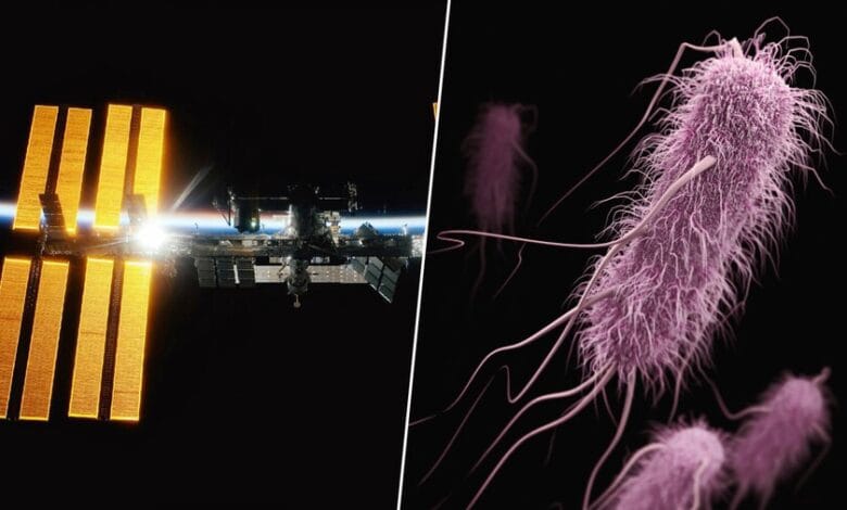 Imagen de una bacteria bajo un microscopio