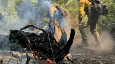 Brigadistas cordobeses trabajando en el Parque Nacional Los Alerces